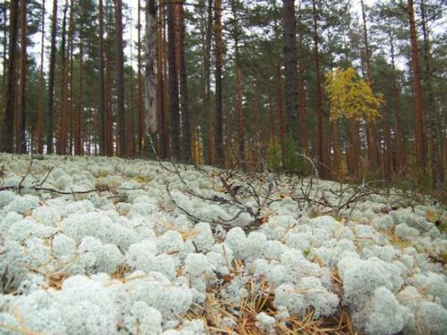 Moosiger Wald (100_0478.JPG) wird geladen. Eindrucksvolle Fotos aus Lettland erwarten Sie.